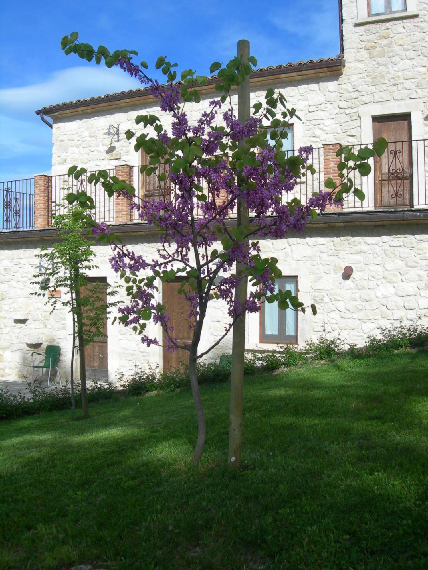 Agriturismo Borgo San Martino Villa Abbateggio Exterior photo